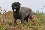 BOUVIER DES FLANDRES 205